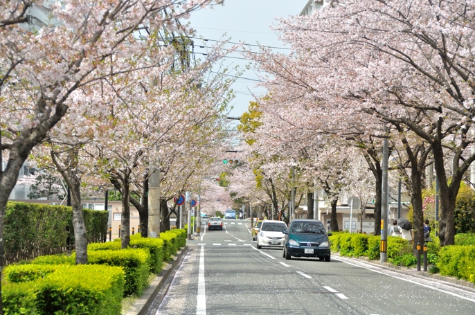 20130330sakura_b